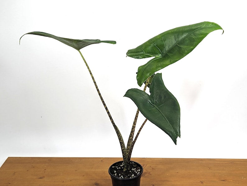 Alocasia Zebrina 4" Pot - Exotic Tropical Plant - Alocasia zebrina - Free Hoya Krimson Queen with 3+ Plants (Limited Offer)