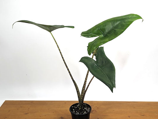 Alocasia Zebrina 4" Pot - Exotic Tropical Plant - Alocasia zebrina - Free Hoya Krimson Queen with 3+ Plants (Limited Offer)