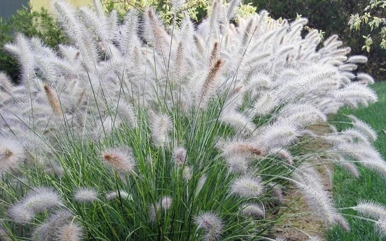 White Fountain Grass Plant - Fast-Growing, Ivory White Blooms - Pennisetum Setaceum - Low Maintenance Perennial Grass