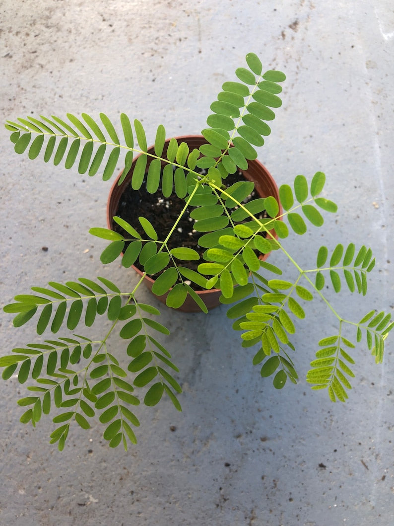 Red Flamboyant Tree Plant in 4" Pot - Delonix regia - Tropical Flowering Tree for Outdoor or Indoor Gardening
