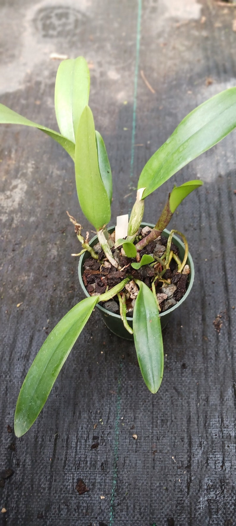 Cattleya Orchid 2" & 4" Pots Rth Cherry Suisse x C aclandiae x R digbyanna - Tropical Hybrid Orchid Plant