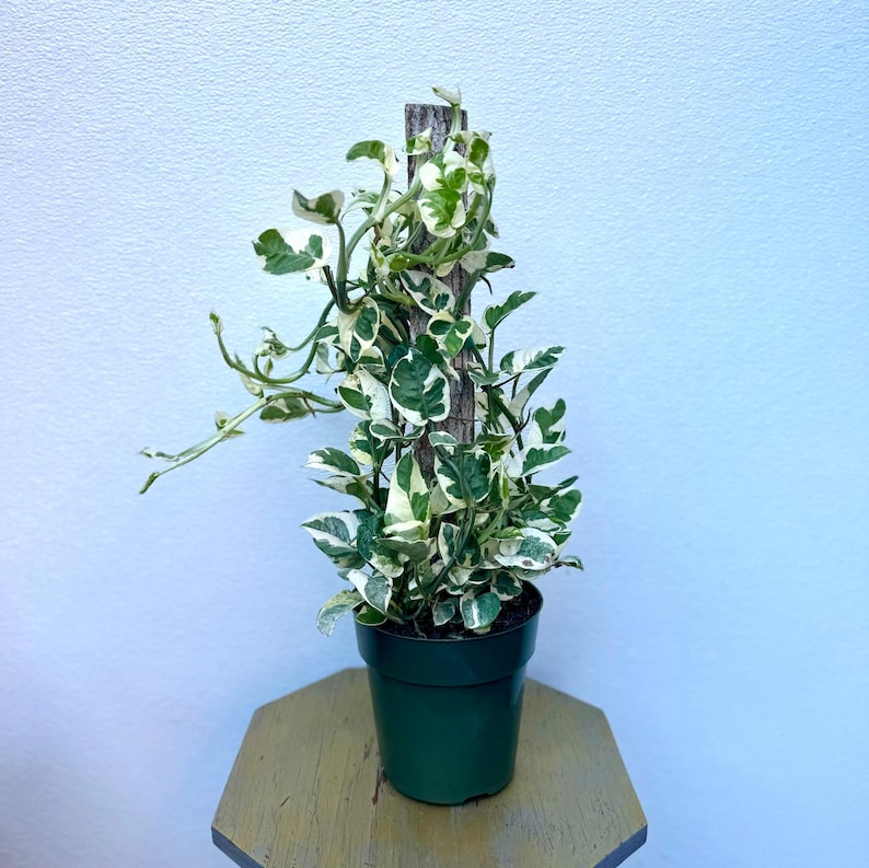 LIVE 6 Inch Pot Pearls 'n Jade Pothos, Variegated Vine Houseplant, Epipremnum Pearls and Jade, Indoor Decor, Gift Plant
