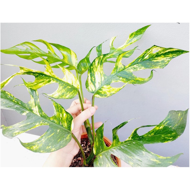 Yellow Variegated Epipremnum Pinnatum Kujang Gold Flame - 4" Pot, AUREA Variegata, Tropical Climbing Houseplant, Rare Plant