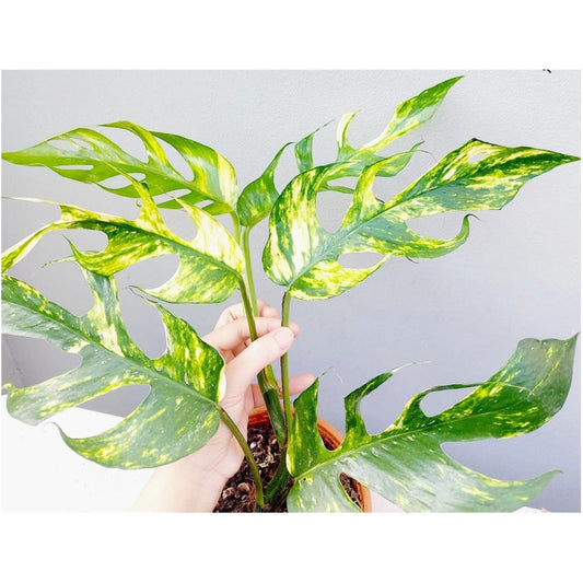 Yellow Variegated Epipremnum Pinnatum Kujang Gold Flame - 4" Pot, AUREA Variegata, Tropical Climbing Houseplant, Rare Plant