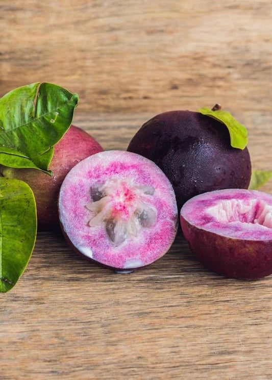 Caimito Tree 3-4ft Purple Star Apple Air Layered Plant (Chrysophyllum cainito) - No Shipping CA
