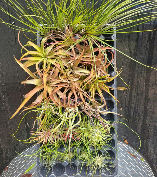 3 Pack Assorted Tillandsia Air Plants - Live Air Plant Collection - Tillandsia spp. - Ideal for Home Decor and Gifts