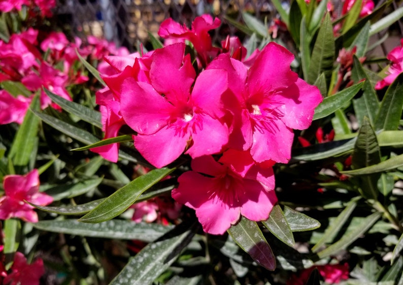 Dark Pink Oleander Seeds - 20 Seeds, Nerium oleander, Rosebay, Ornamental Plant, Free Shipping over $35