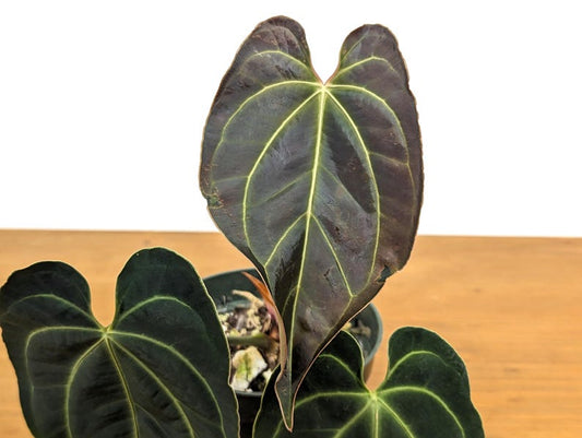 Anthurium Besseae Live Plant - 4 Inch Pot - Tropical Aroid - Exotic Houseplant - Ideal for High Humidity