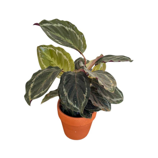 Calathea Medallion Plant in 4" Pot - Rose-painted Indoor Houseplant - Calathea Roseopicta - Tropical Evergreen Decor
