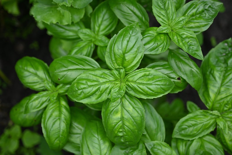 Large Leaf Italian Basil Seeds, 10 Organic Seeds, Genovese Basil, Ocimum basilicum, Mediterranean Culinary Herb