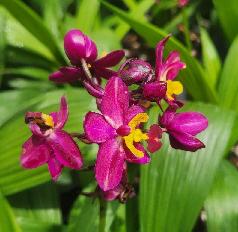 Spathoglottis Rocky Plum Live Plant - Outdoor Grown Orchid - Spathoglottis hybrid - Minor Blemishes May Be Present