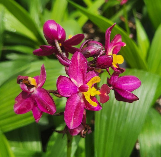 Spathoglottis Rocky Plum Live Plant - Outdoor Grown Orchid - Spathoglottis hybrid - Minor Blemishes May Be Present