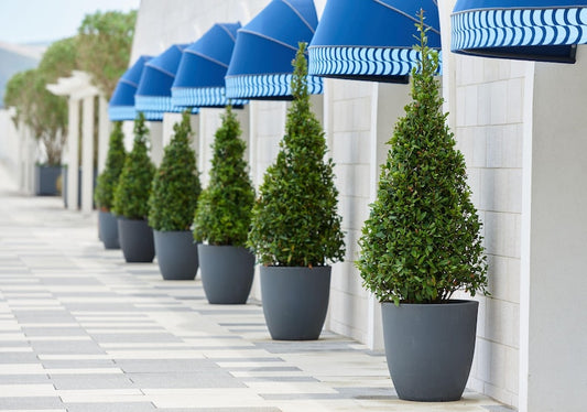 Topiary Eugenia Cone Tree - Evergreen Eugenia Myrtifolia - Decorative Outdoor Plant for Garden and Patio