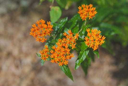 Butterfly Milkweed Seeds - 10 Pack, Asclepias tuberosa, Orange Flower, Attracts Butterflies, Native Plant, Free Shipping