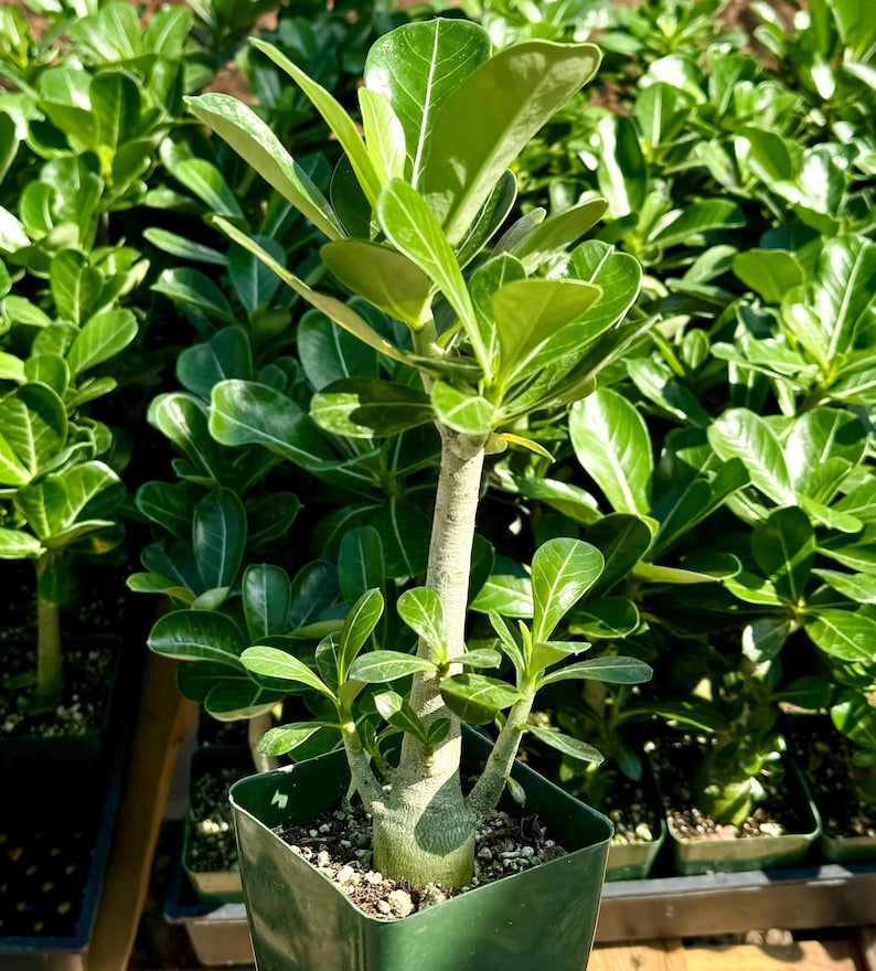 Red Desert Rose Plant | 4" Pot | Adenium Obesum | Vibrant Red Flowers | Caudex Succulent for Indoor/Outdoor Gardening