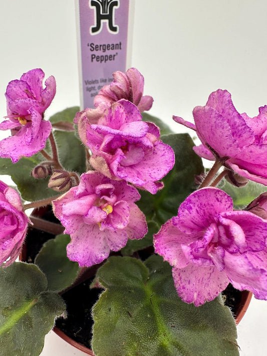 African Violet Plant 4" - Sergeant Pepper - Blooming Live Indoor Flower (Saintpaulia)