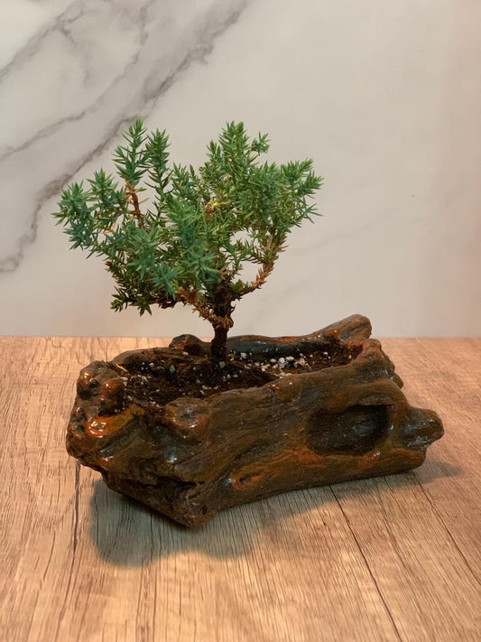 Bonsai Starter Plant in Brown Ceramic Pot, Juniper Procumbens Nana, 2-3 Years Old, Dwarf Pine for Outdoor Use