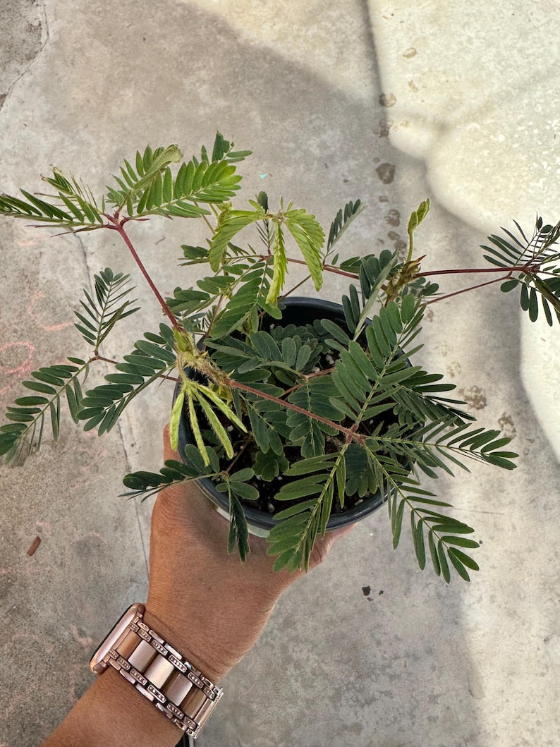 Mimosa Sensitive Plant - 4-Inch Interactive Houseplant - Mimosa pudica - Touch-Sensitive Indoor Plant for Kids and Plant Lovers