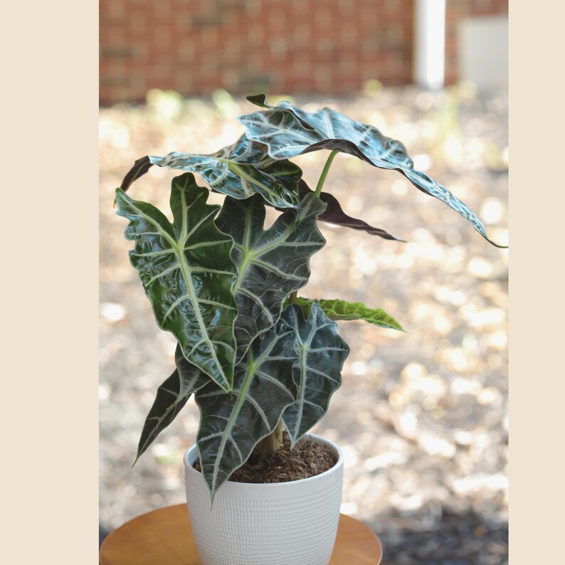 Alocasia Polly Plant in 6" Pot | Live African Mask Plant | Alocasia Amazonica | Tropical Indoor Air Purifier