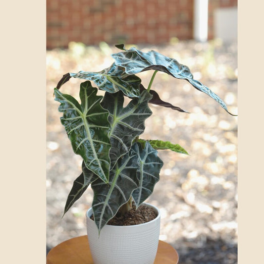 Alocasia Polly Plant in 6" Pot | Live African Mask Plant | Alocasia Amazonica | Tropical Indoor Air Purifier