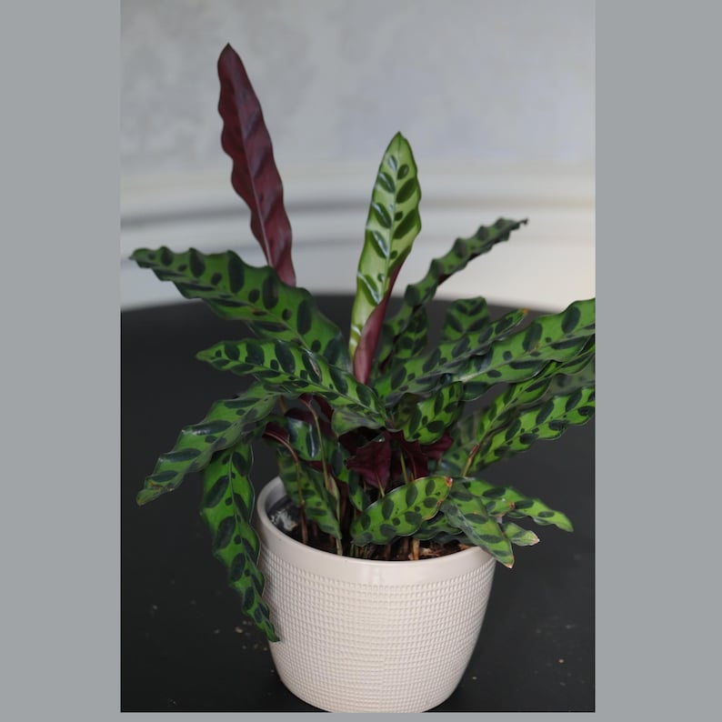 Rare Calathea Lancifolia Plant in 6" Pot - Rattlesnake Plant, Air Purifier - Tropical Houseplant - Calathea Lancifolia