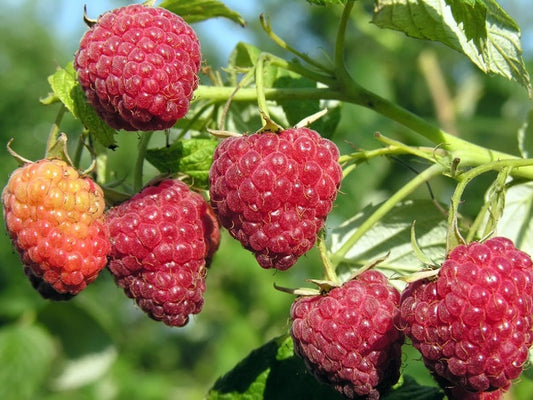 Autumn Britten Red Raspberry Plant - Everbearing, Large Berries, Self-Pollinating, Rubus idaeus - Rooted Starter Plant for Zones 3-9