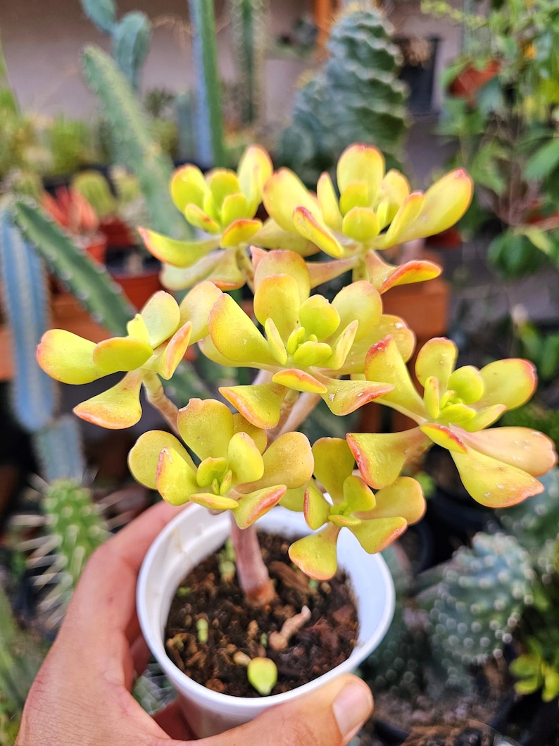Sedum Dendroideum Bonsai Tree | Stonecrop Succulent | Green & Reddish Edges | Drought-Tolerant Houseplant