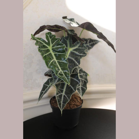 Alocasia Polly Plant - 6" Nursery Pot - African Mask Plant - Alocasia Amazonica - Tropical Air Purifier - Live Houseplant