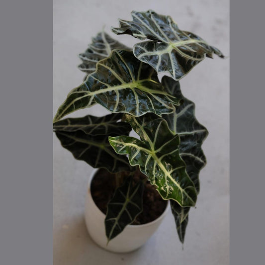 Alocasia Polly Plant in 6" Nursery Pot | Live African Mask Plant | Alocasia Amazonica | Indoor Air Purifier Plant