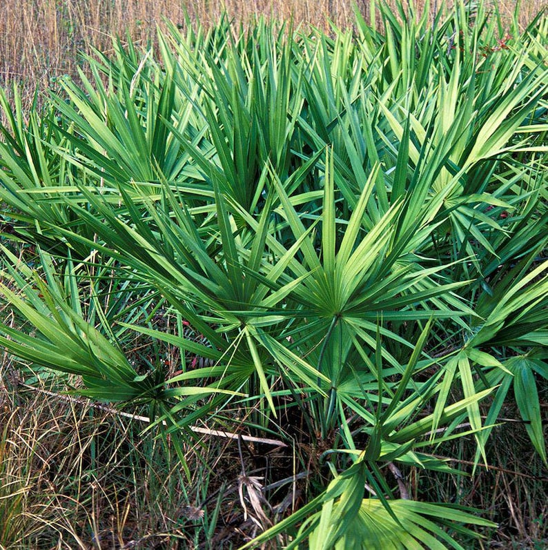 Green Saw Palmetto Plant - Drought Tolerant Clustering Palm - Serenoa repens - Low Maintenance Tropical Accent Plant