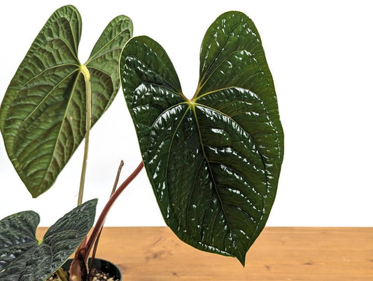 Anthurium Luxurians Live Plant - Extra Large 4" or 6" Pot - Tropical Houseplant - Exotic Indoor Greenery - Not Pet-Friendly