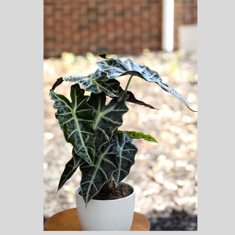 Alocasia Polly Plant in 6" Nursery Pot | Live African Mask Plant | Alocasia Amazonica | Indoor Tropical Air Purifier