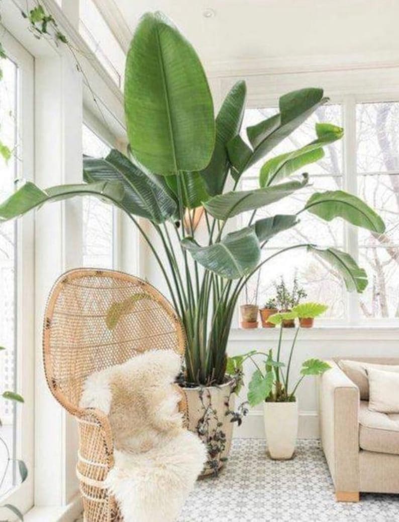 White Bird of Paradise Plant in Deco Planter - Strelitzia Nicolai - Tropical Indoor House Plant with Long Arching Leaves