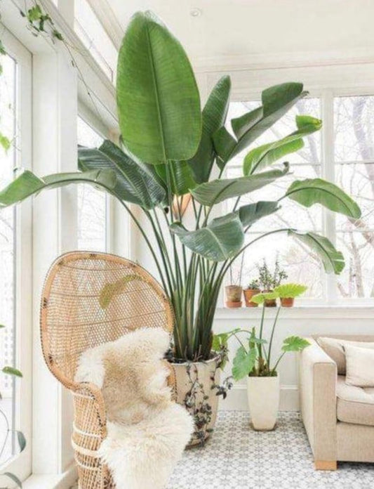 White Bird of Paradise Plant in Deco Planter - Strelitzia Nicolai - Tropical Indoor House Plant with Long Arching Leaves