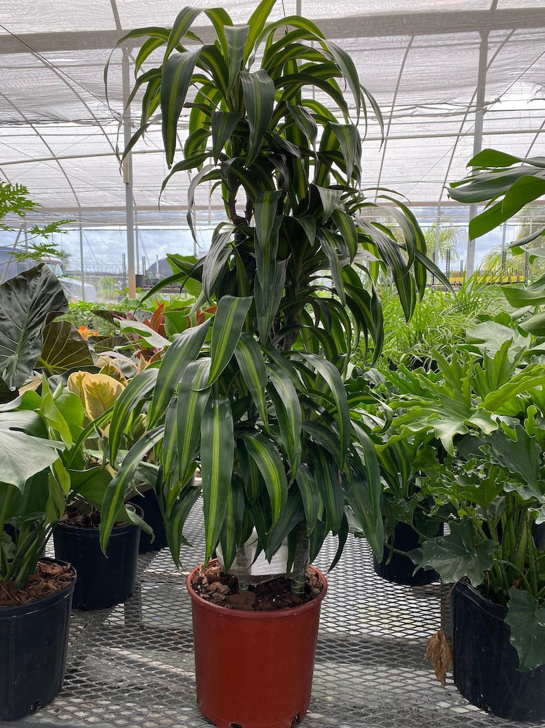 Live Dracaena Hawaiian Sunshine Plant, Indoor Air Purifier, Colorful Houseplant, Dracaena reflexa, Easy Care Indoor Plant