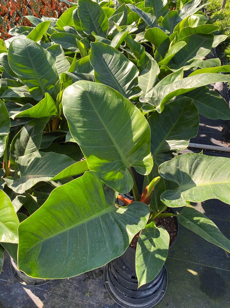 Philodendron Imperial Green Plant - Low Maintenance Tropical Foliage - Philodendron bipinnatifidum - Indoor/Outdoor Garden Decor