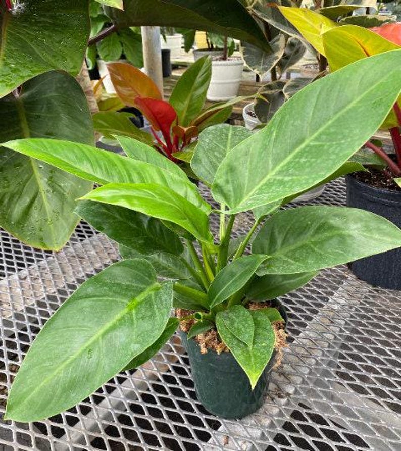 Philodendron Green Princess Plant | Compact Decorative Foliage | Low Maintenance Indoor/Outdoor | Philodendron 'Green Princess'
