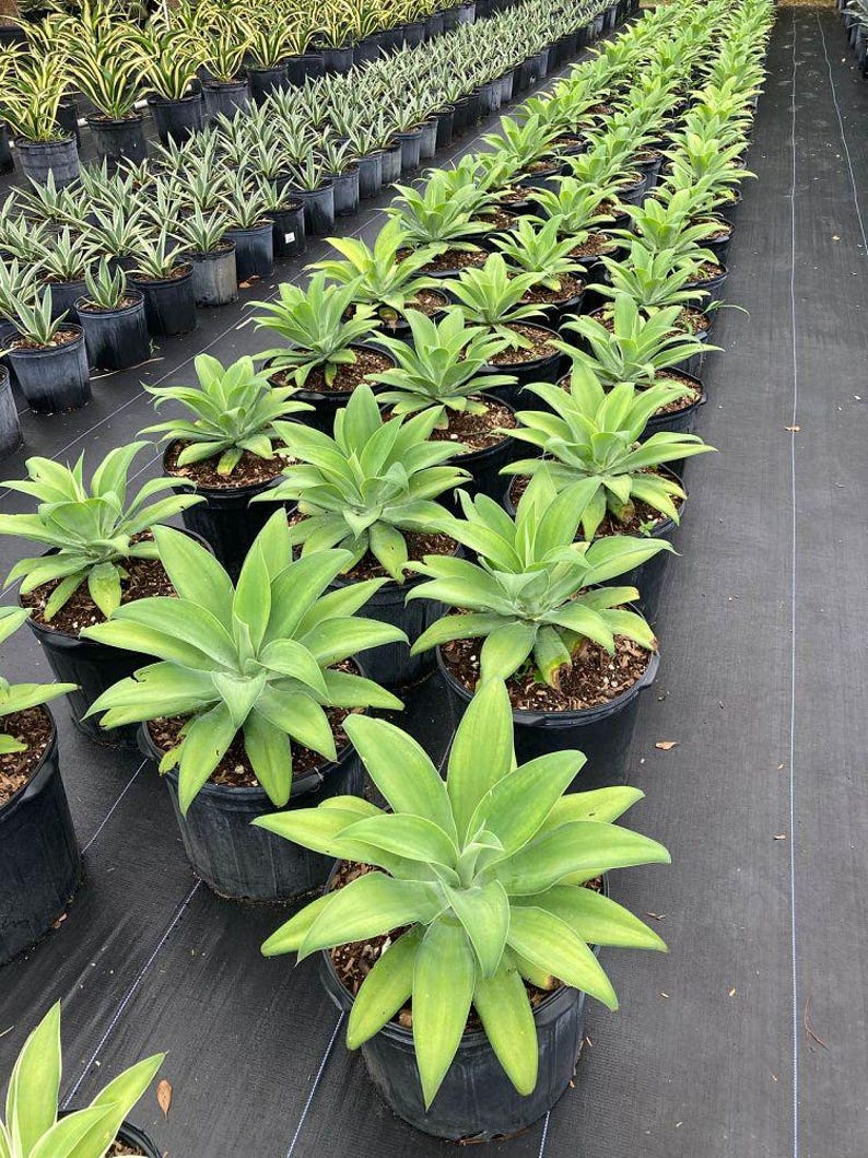 Agave Attenuata Spineless Century Plant - Soft Tip Agave - Low Maintenance Houseplant for Home and Office Decor