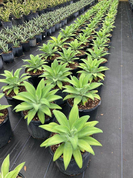 Agave Attenuata Spineless Century Plant - Soft Tip Agave - Low Maintenance Houseplant for Home and Office Decor