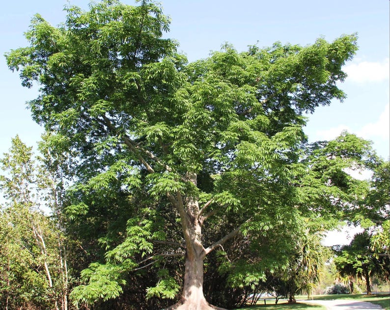 Floss Silk Tree - Pink Flowering Tree, Ceiba Speciosa, Majestic Shade Tree, Unique Spiny Trunk, Low Maintenance Landscaping Plant