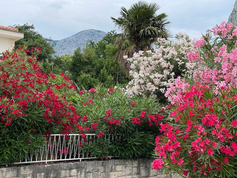 Oleander Tree 3 Gallon Calypso Pink Flowering Nerium Oleander - Fast Growing Pink Blooms for Gardens and Landscapes