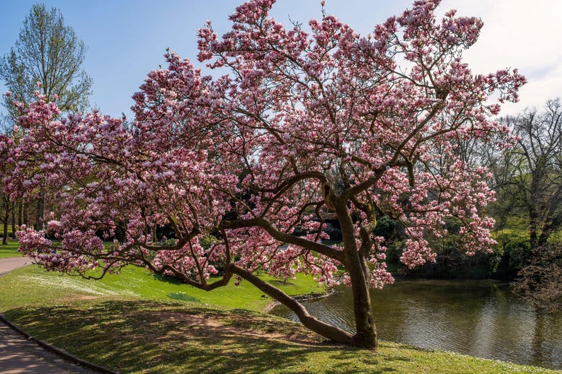 Magnolia Ann Flowering Tree - Pink Blooms, Hardy Deciduous Tree, Magnolia × soulangeana - Perfect for Gardens and Privacy.