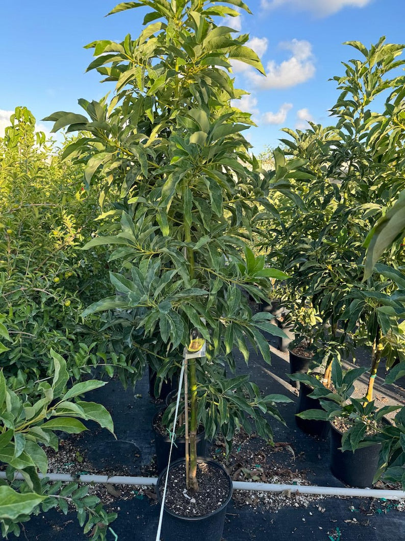 Oro Negro Avocado Fruit Tree - Cold Hardy Persea Americana, Black Gold Avocado, Homegrown Avocado Plant for Your Garden