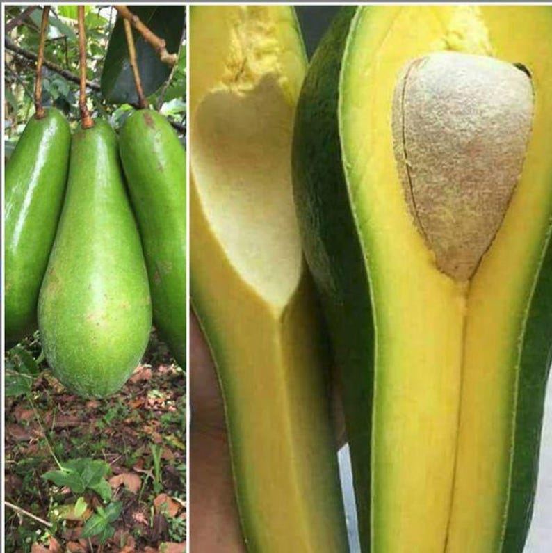 Russell Long Neck Avocado Tree - Grafted Fruit Plant - High Yield, Creamy Flesh - Persea americana