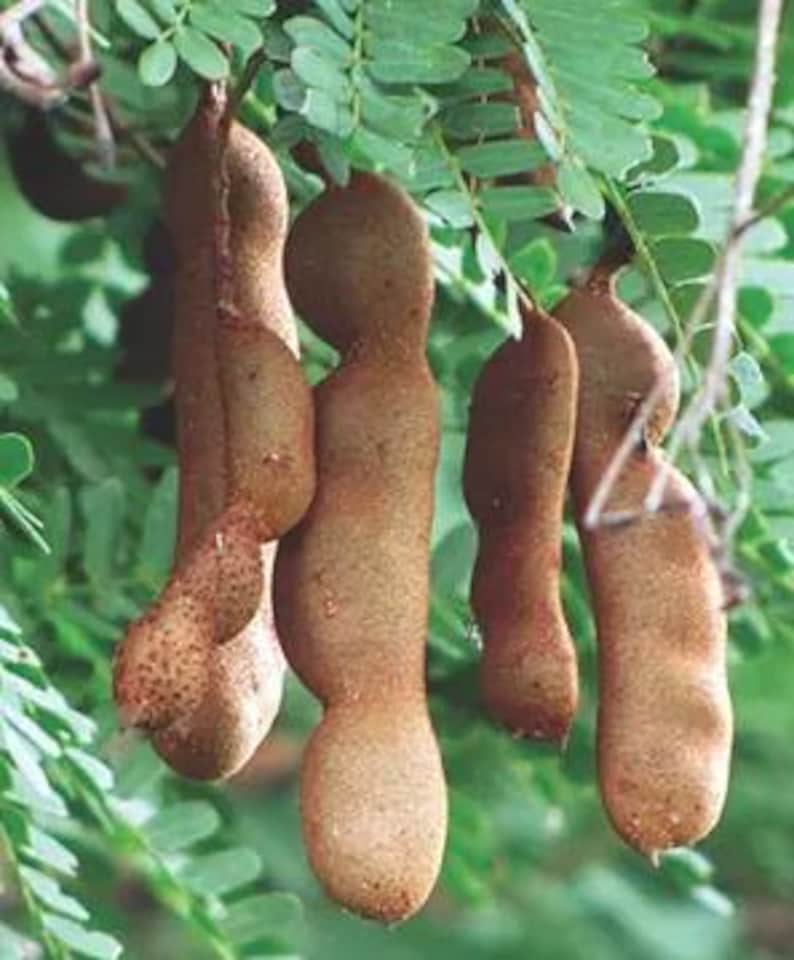 Tamarind Fruit Tree - Exotic Tamarindus indica - Low Maintenance, Delicious Brown Fruit for Garden or Patio