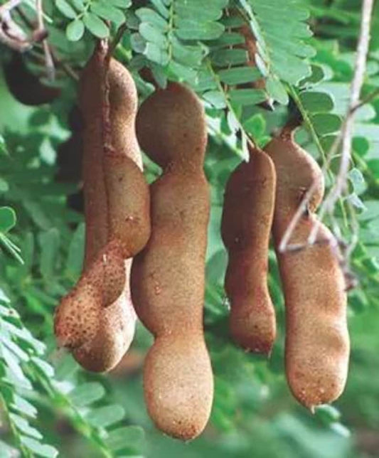 Tamarind Fruit Tree - Exotic Tamarindus indica - Low Maintenance, Delicious Brown Fruit for Garden or Patio