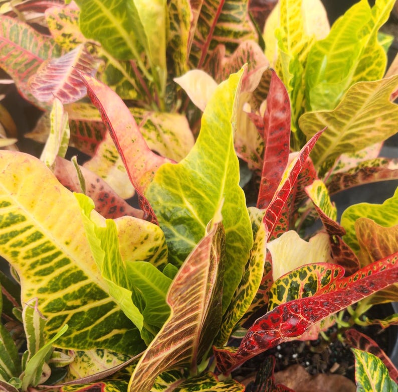 Croton Excelente Live Plant - 3 Gallon - Codiaeum variegatum - Outdoor Grown with Minor Blemishes - Tropical Foliage