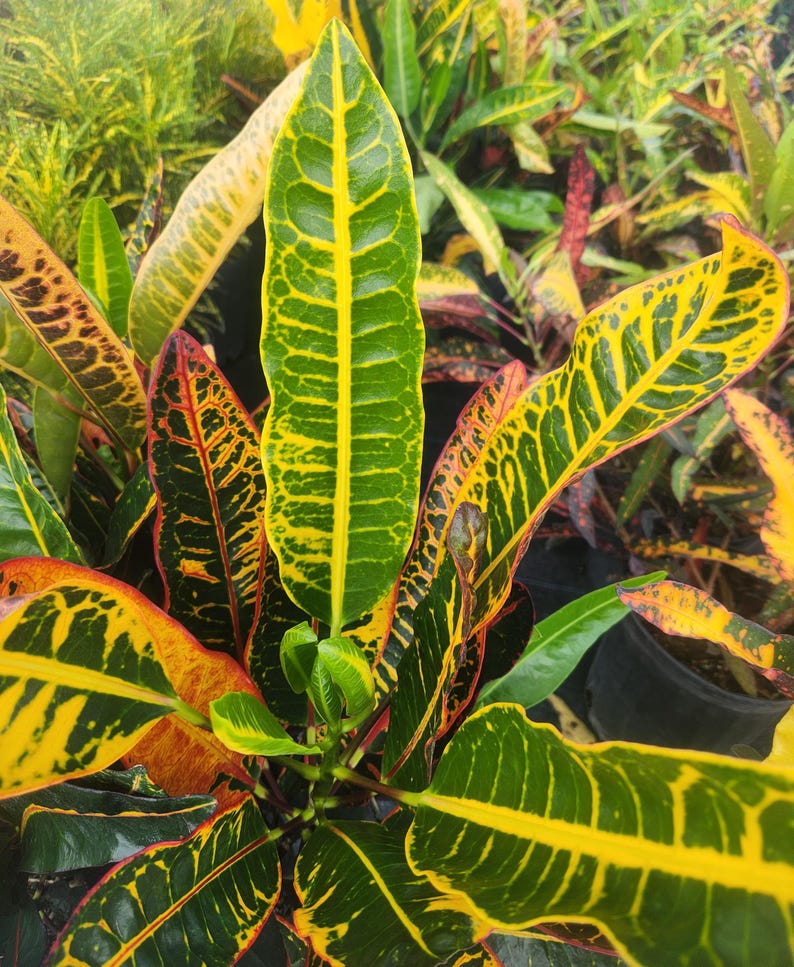 Codiaeum Variegatum Croton Congo Live Plant 3 Gallon Outdoor Grown with Minor Blemishes - Tropical Houseplant