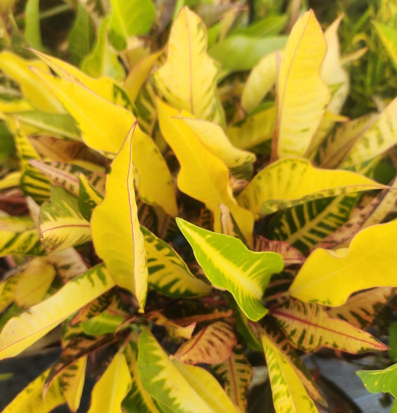 Croton Fantasy Live Plant - 3 Gallon - Codiaeum variegatum - Outdoor Grown, Minor Blemishes, Pest Inspected