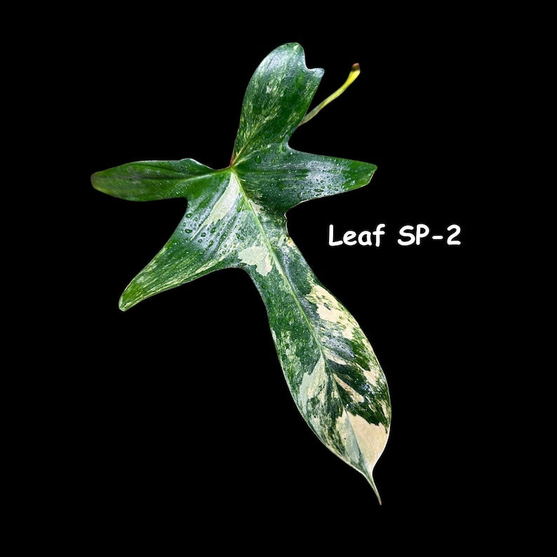 Variegated Philodendron Cutting - Florida Beauty - Rare Collector Plant - Philodendron 'Florida Beauty' - US Seller